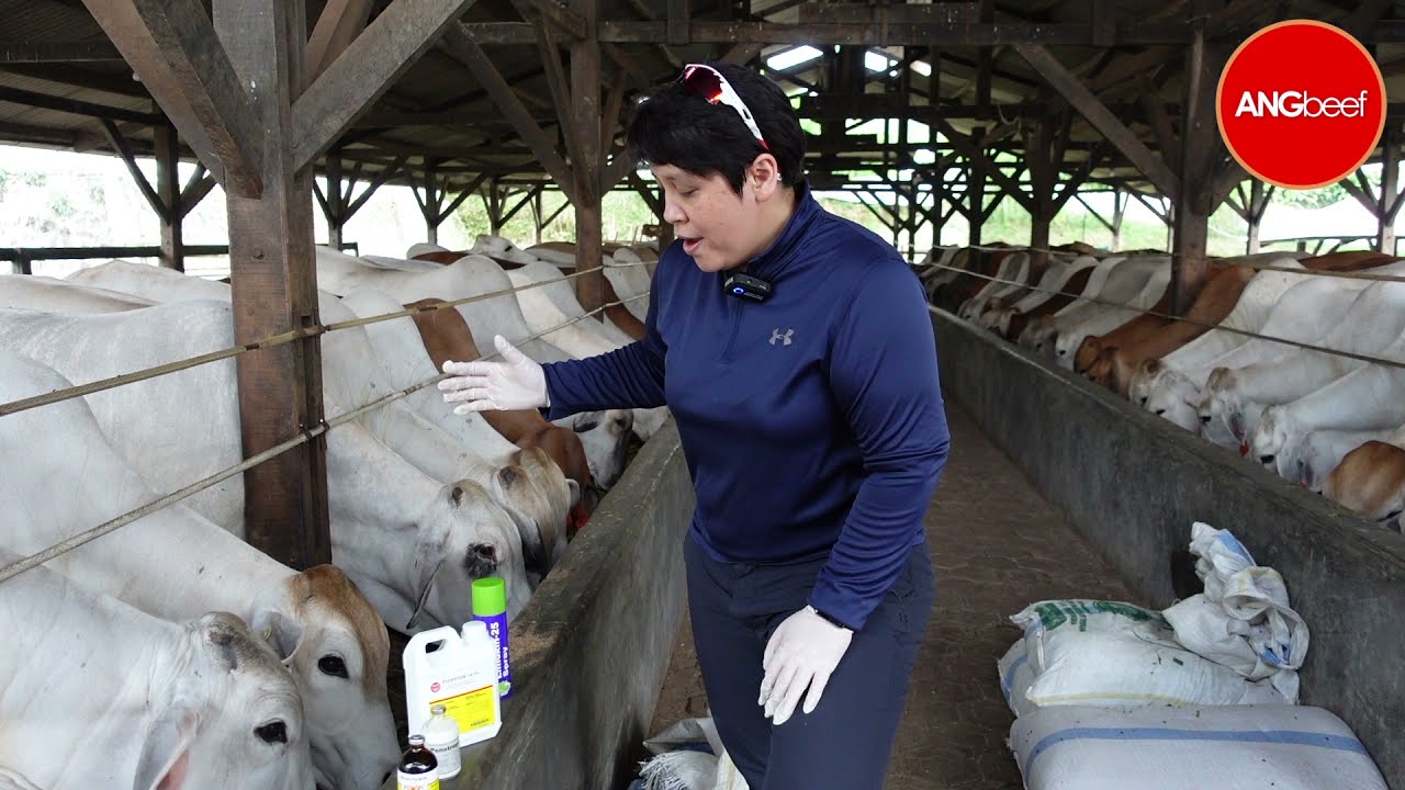 Cow taking vitamin everyday AngBeef farm